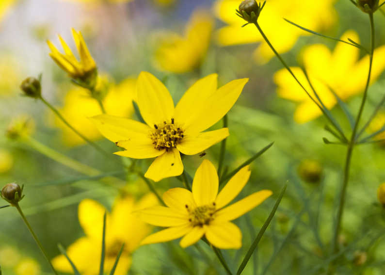 plant coreopsis uptick yellow red
