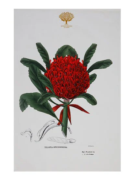 ttowel RBGV botanics telopea 50x70cm hag maxwell williams GX0015