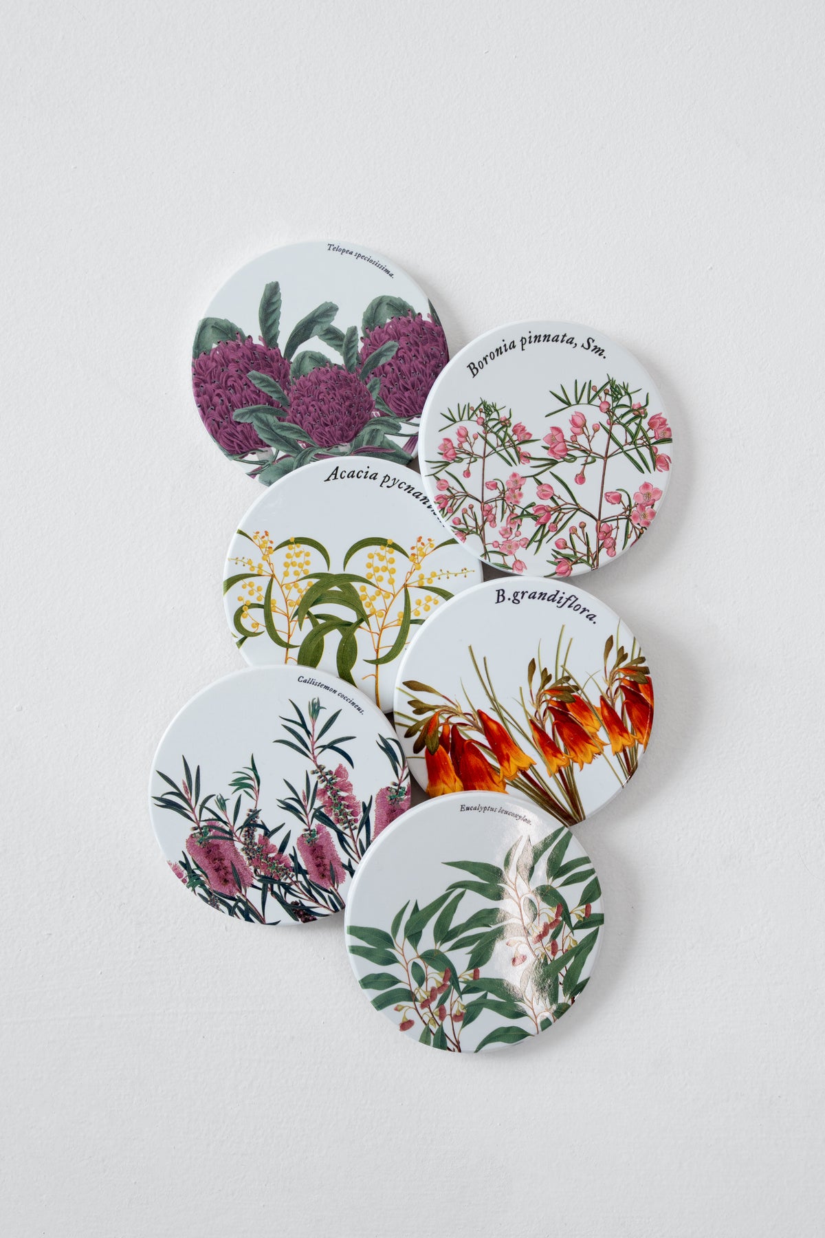 RBGV X Maxwell & Williams Australian Botanics Ceramic Coaster  - Christmas Bells
