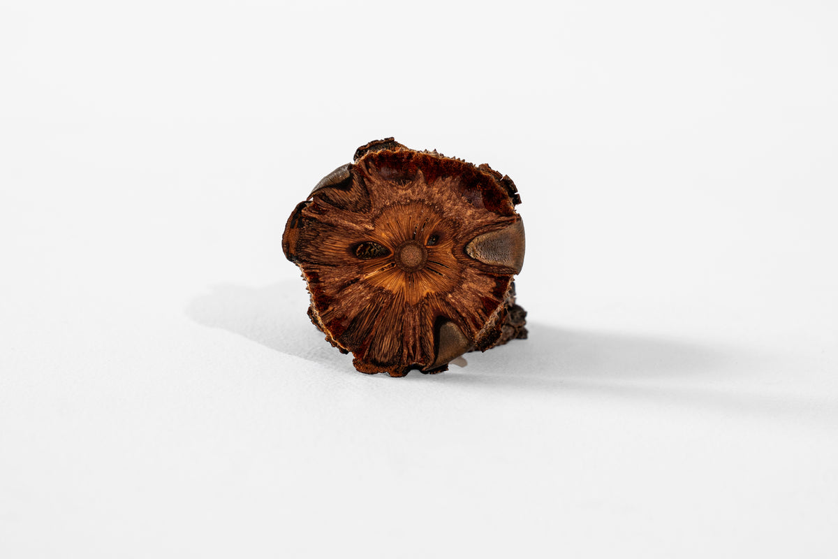 Banksia Australia Coaster