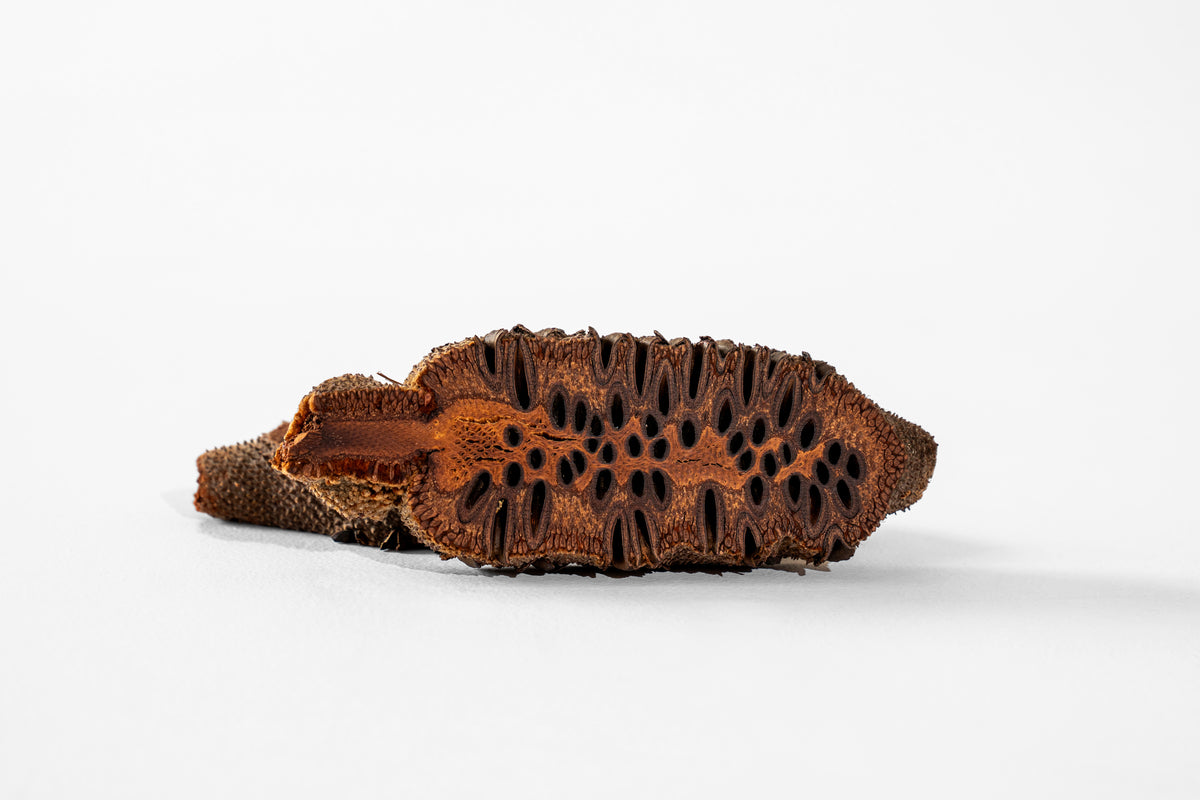 Banksia Australia Stand