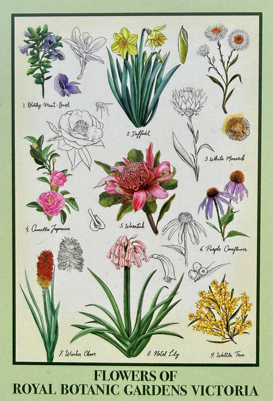 RBGV X La La Land Flowers of the Royal Botanic Gardens Tea Towel