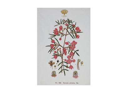 RBGV X Maxwell & Williams Australian Botanics Tea Towel - Boronia