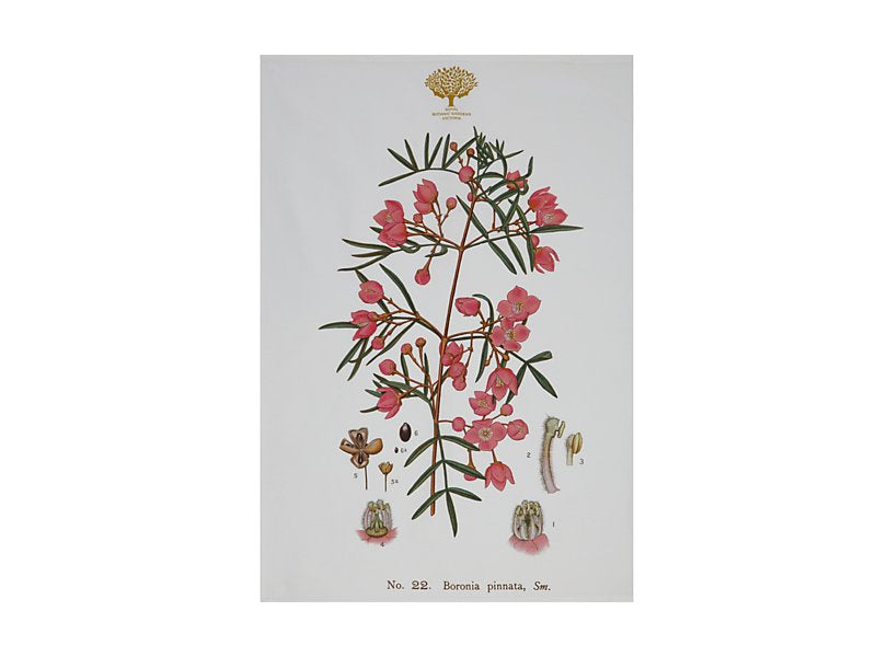 RBGV X Maxwell & Williams Australian Botanics Tea Towel - Boronia