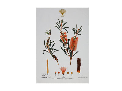 RBGV X  Maxwell & Williams Australian Botanics Tea Towel - Bottlebrush