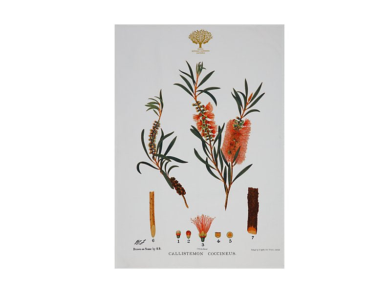 RBGV X  Maxwell & Williams Australian Botanics Tea Towel - Bottlebrush