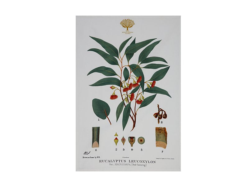 RBGV X Maxwell & Williams Australian Botanics Tea Towel - Flowering Gum