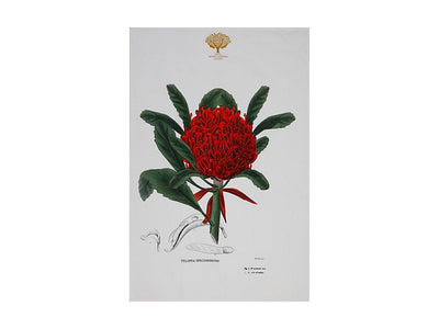 RBGV X Maxwell & Williams Australian Botanics Tea Towel - Telopea