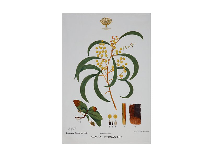 RBGV X Maxwell & Williams Australian Botanics Tea Towel - Wattle